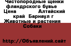 Чистопородные щенки фландрского бувье  › Цена ­ 15 000 - Алтайский край, Барнаул г. Животные и растения » Собаки   